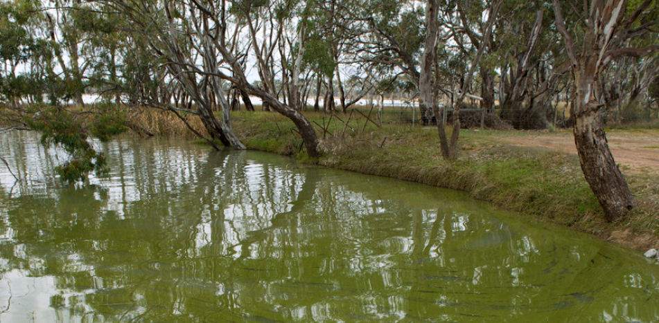 Algal blooms on the Loddon River, Middle Lake