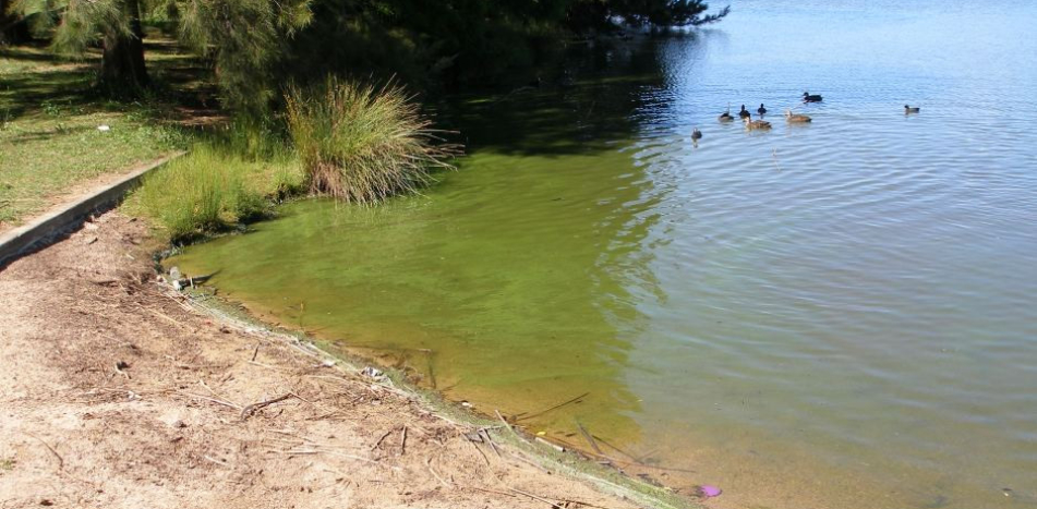 Blue-green algae blooms