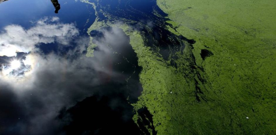 Farmer inspects an algae-affected dam